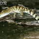 Illustration for article titled Sunday Crocodilian - Crocodylus mindorensis Edition